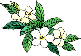 fleurs