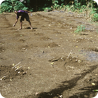 A yam garden – Motalava, Banks