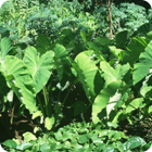 Yam, taro, maniok  – Motalava, Banks