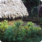 The kava bar – Motalava, Banks