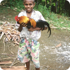 Rooster – Mekeon, Gaua, Banks