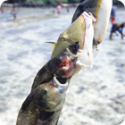 Scareline fishing – Tarasag, Gaua, Banks