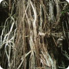 Banian – Tarasag, Gaua, Banks