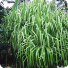 Pandanus tree – Tarasag, Gaua, Banks