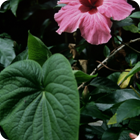Hibiscus – Jolap, Gaua, Banks