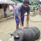 The beast – Qetegaveg, Gaua, Banks