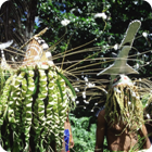 Dance of the Spirits – Jolap, Gaua, Banks