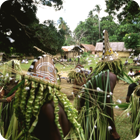 Dance of the Spirits – Jolap, Gaua, Banks