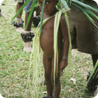 A young dancer – Jolap, Gaua, Banks